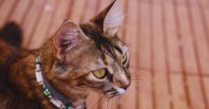 are flea collars safe for cats