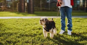 how long does it take to leash train a dog