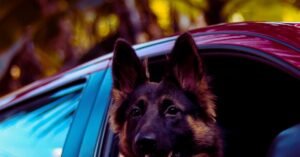 how to secure dog in car with leash