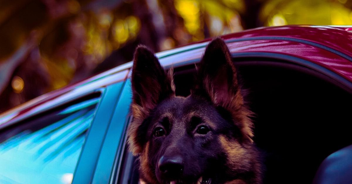 how to secure dog in car with leash