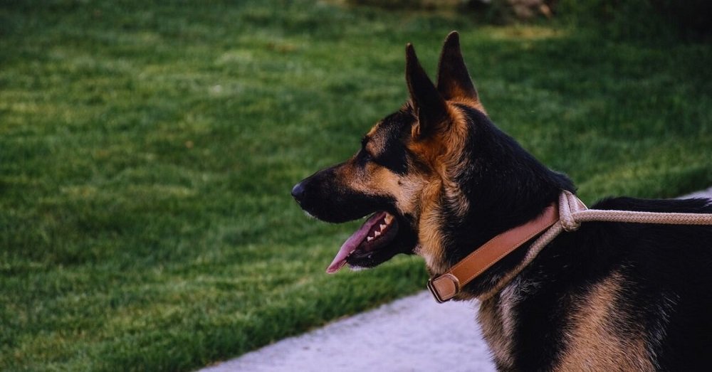 how to stop german shepherd from pulling on leash