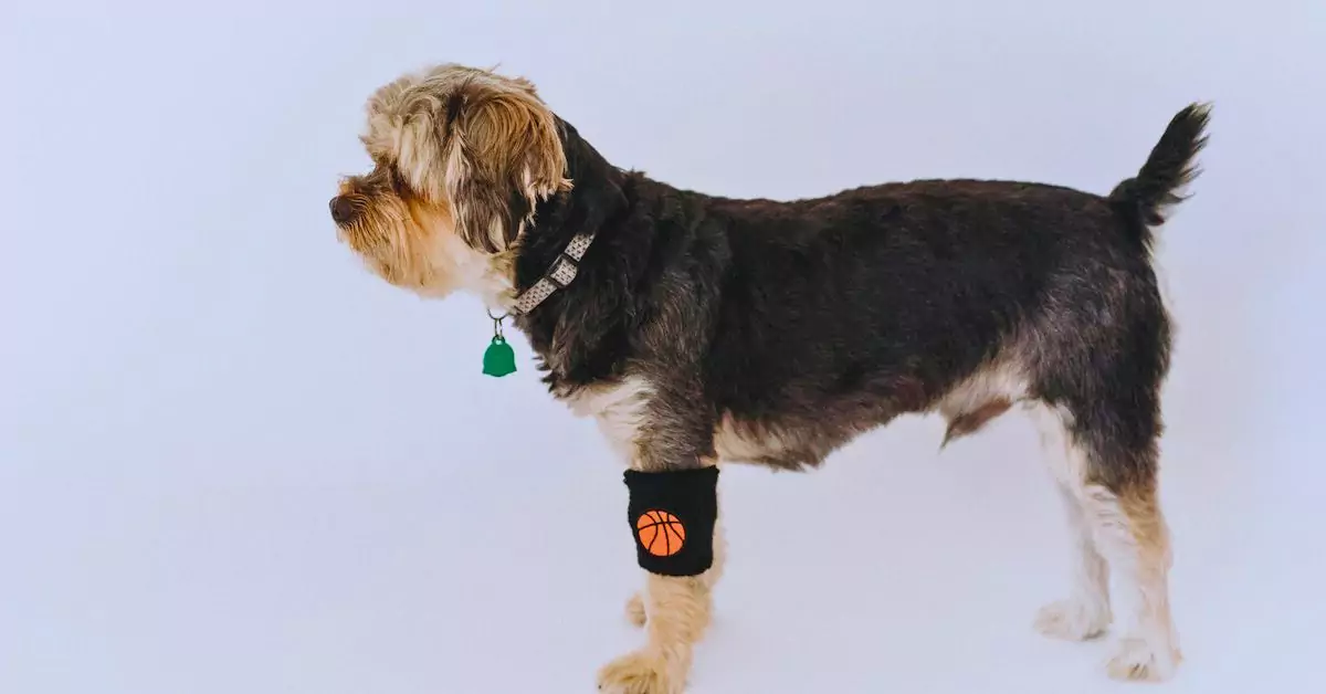 leash attached to the collar of a yorkie