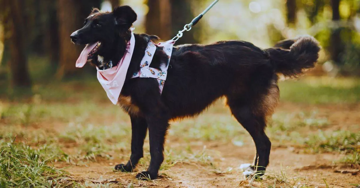 how to tie a dog leash knot