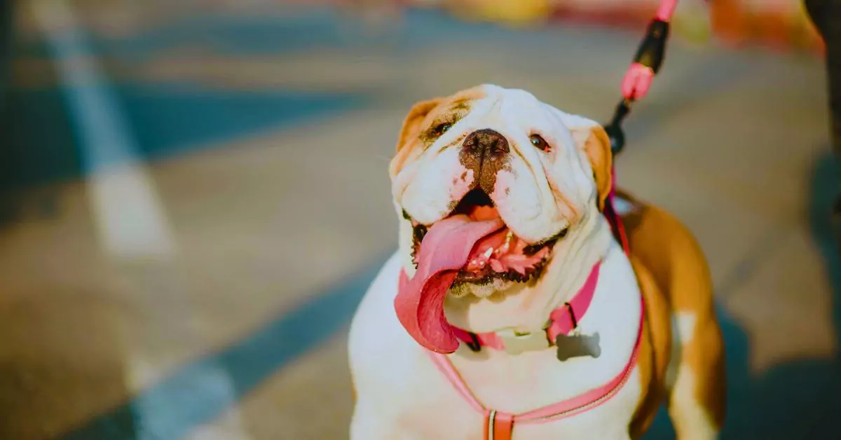 dog with a traffic leash