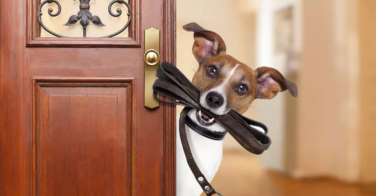 dog with a slip leash in mouth