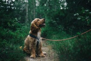 dog on a leash