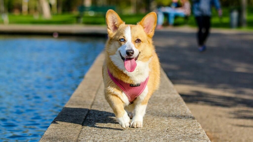 7 Surprising Reasons Your Dog Bites Leash (and Proven Fixes)