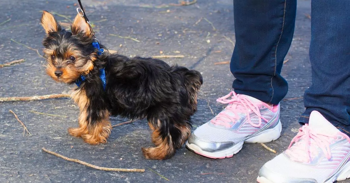 yorkie terrier with a leash on a walk