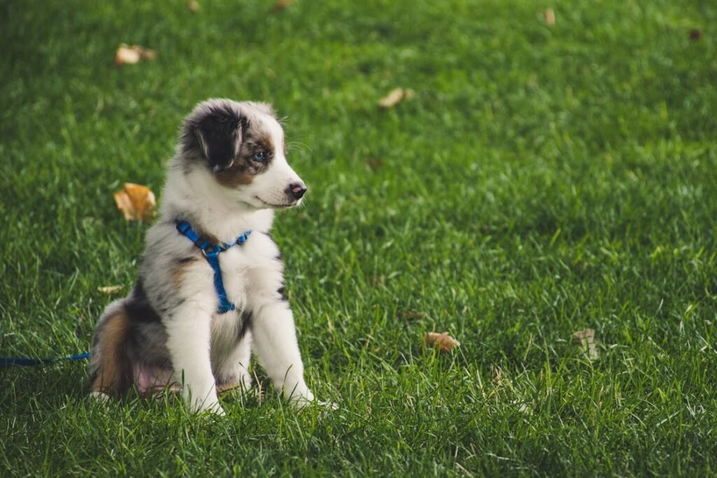 dog on a leash